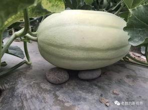 吃瓜网黄,网络红人的崛起与争议