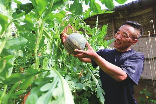 吃瓜网源,网络舆论场中的“瓜田”风云