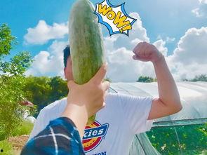 网红请吃瓜,揭秘网络红人的幕后故事