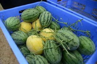 网红吃瓜群怎么进去,如何轻松加入神秘社交圈