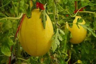 网红瓜的吃瓜群,吃瓜群背后的娱乐江湖