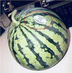 网红吃瓜醒脑,揭秘娱乐圈幕后真相，唤醒你的脑洞